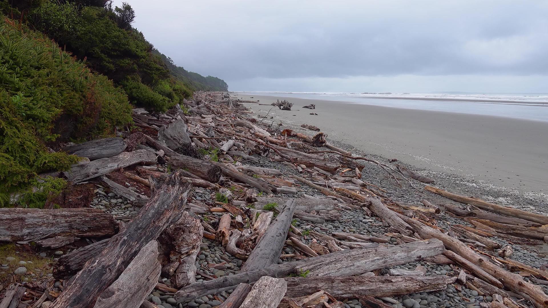 太平洋海岸的海滩有宽阔的树干视频的预览图