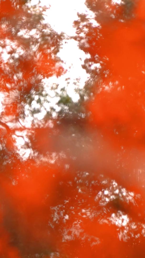 枫叶在风中摇曳真实变化视频的预览图