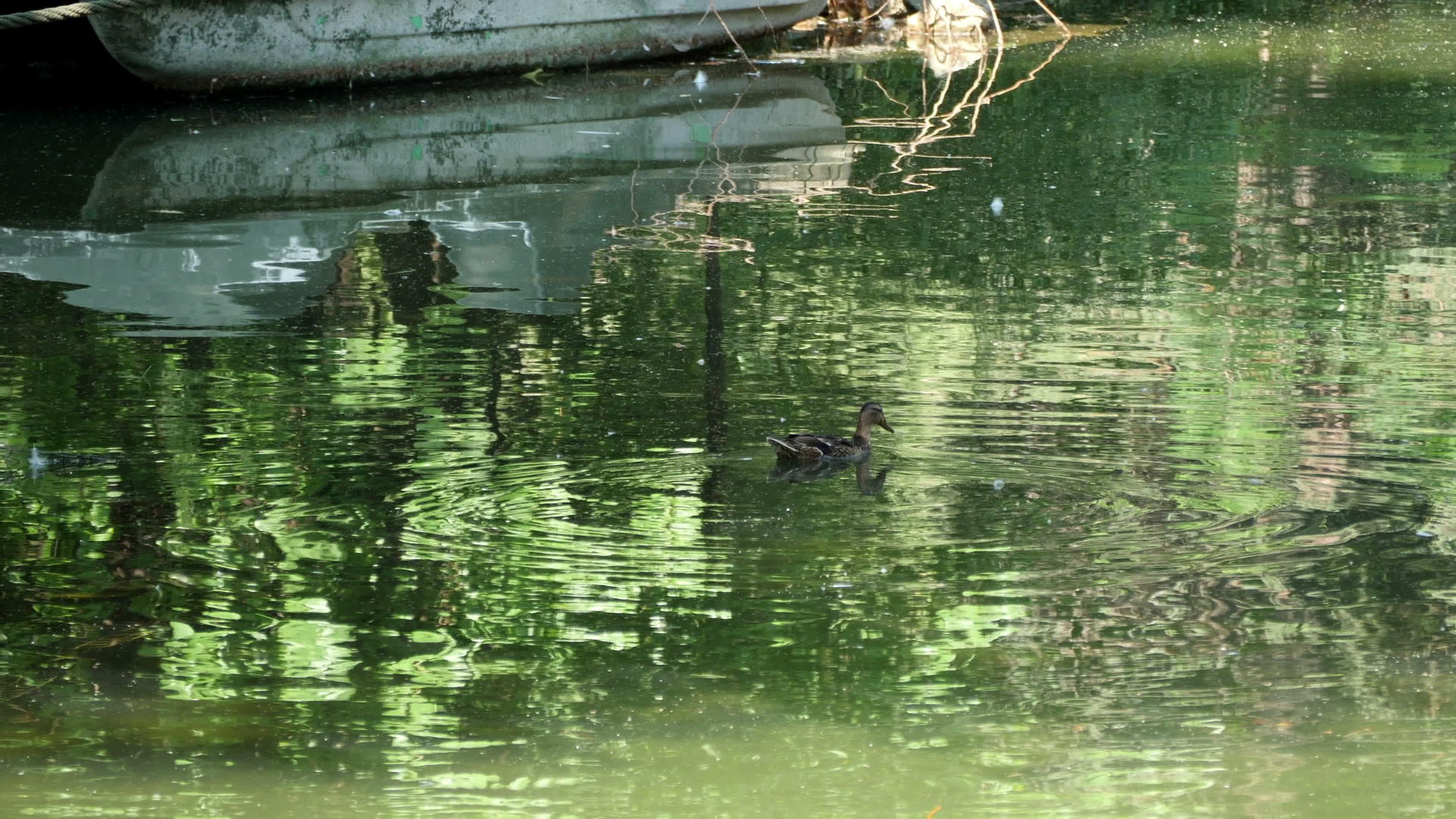 一只鸭子在动物园的池塘里游泳视频的预览图