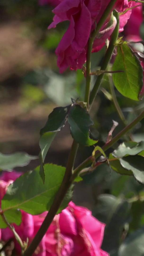 夏季自然风光盛开的玫瑰视频集合视频的预览图
