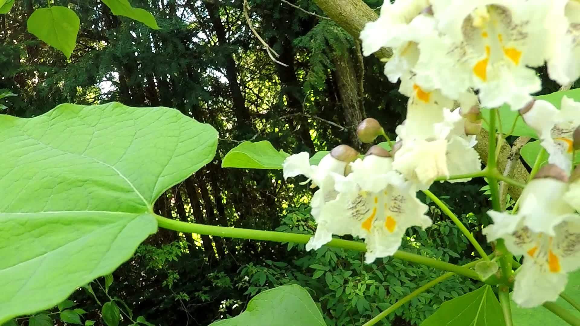 南卡萨尔帕带花树视频的预览图