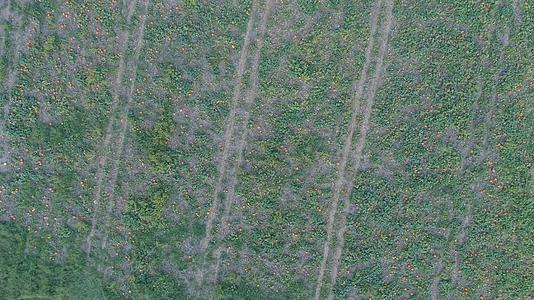 无人机在空中观察南瓜田视频的预览图
