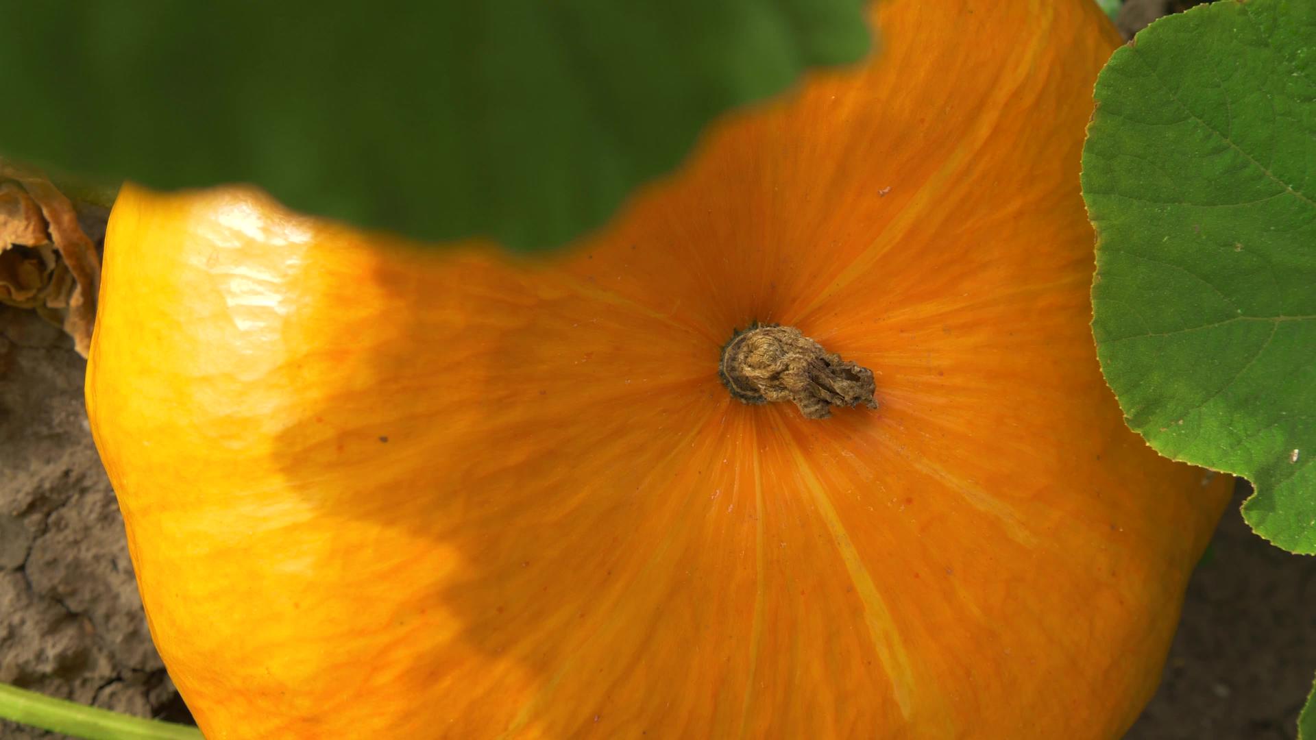 旋转和缩放花园中南瓜的顶部视图视频的预览图