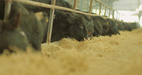 畜牧养牛4K视频的预览图