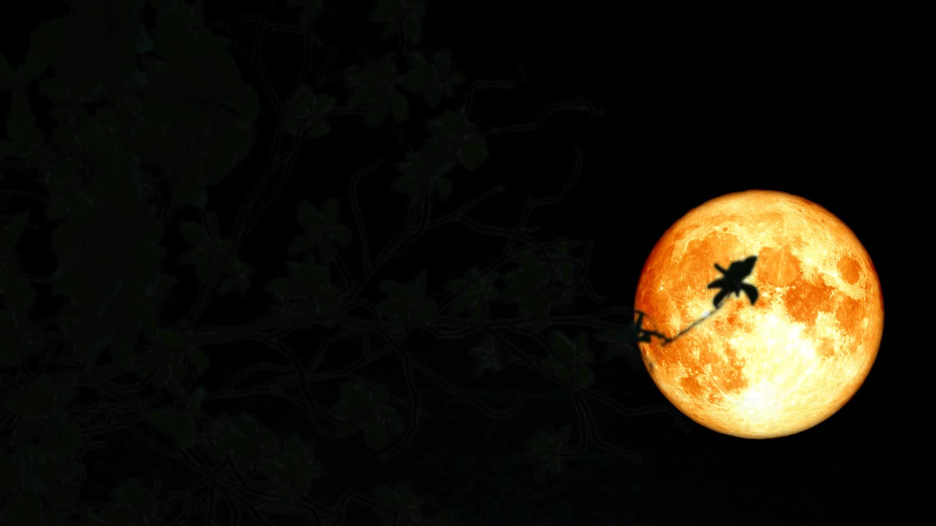 当夜空破碎时海狸满月的血月向后爬回树枝视频的预览图