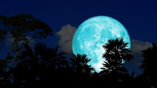 海狸蓝月亮升起后夜空时间打破了棕榈树视频的预览图