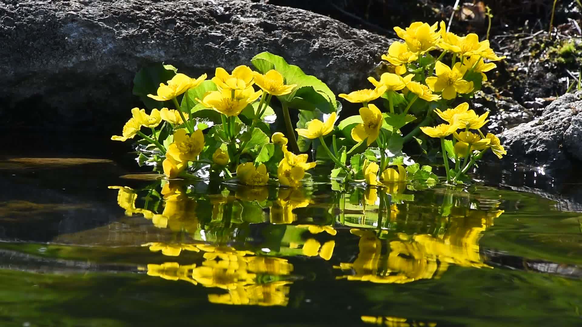 池塘水和反射中的黄色圆珠视频的预览图
