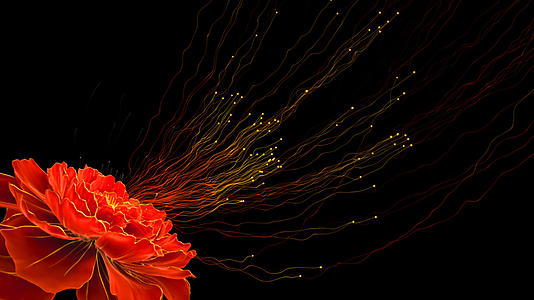 牡丹开花花蕊粒子透明通道视频素材视频的预览图