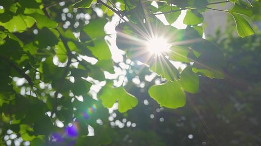 春初夏阳光植物空镜头4k视频的预览图