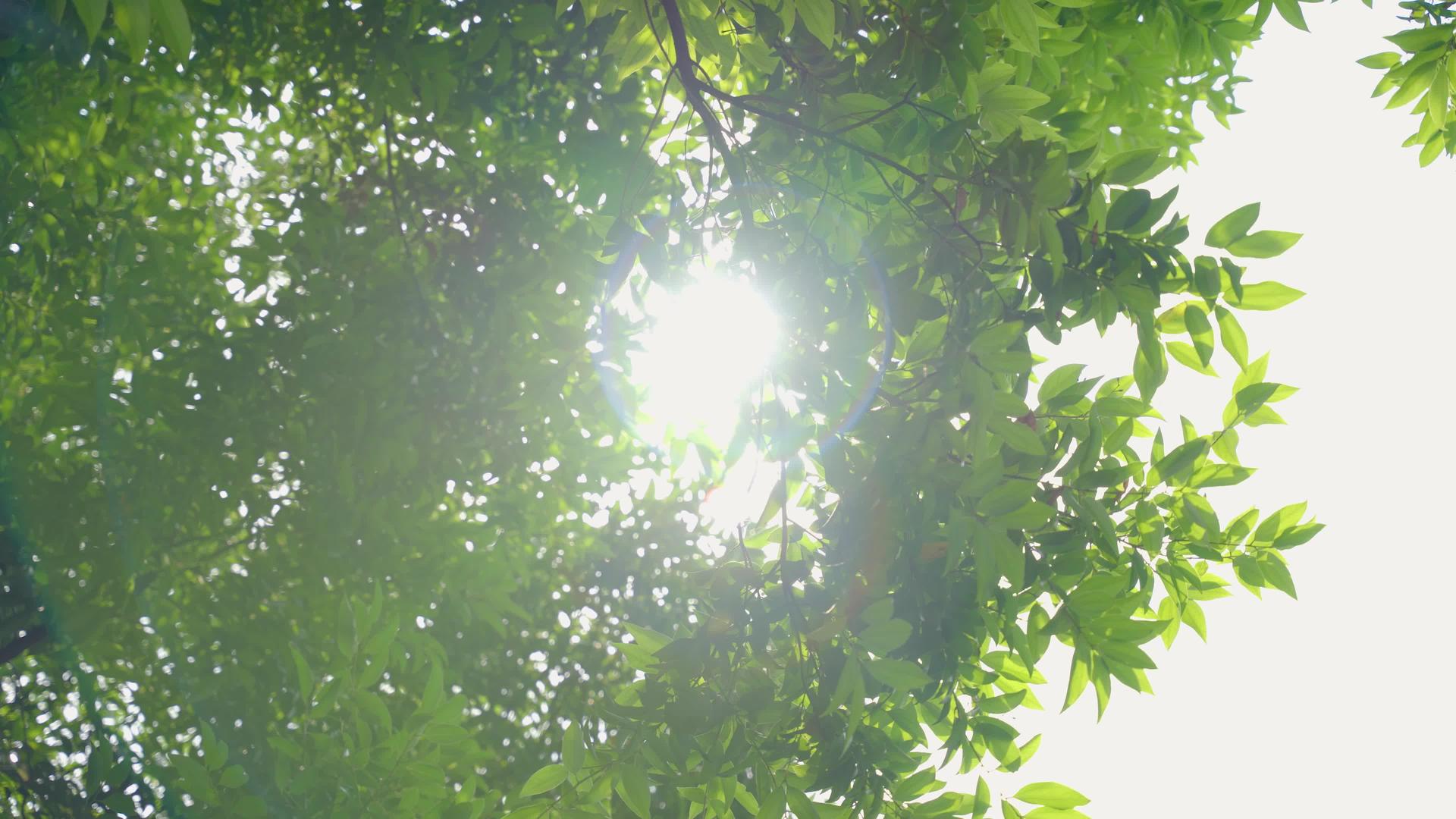 夏日阳光树叶空镜4k视频的预览图