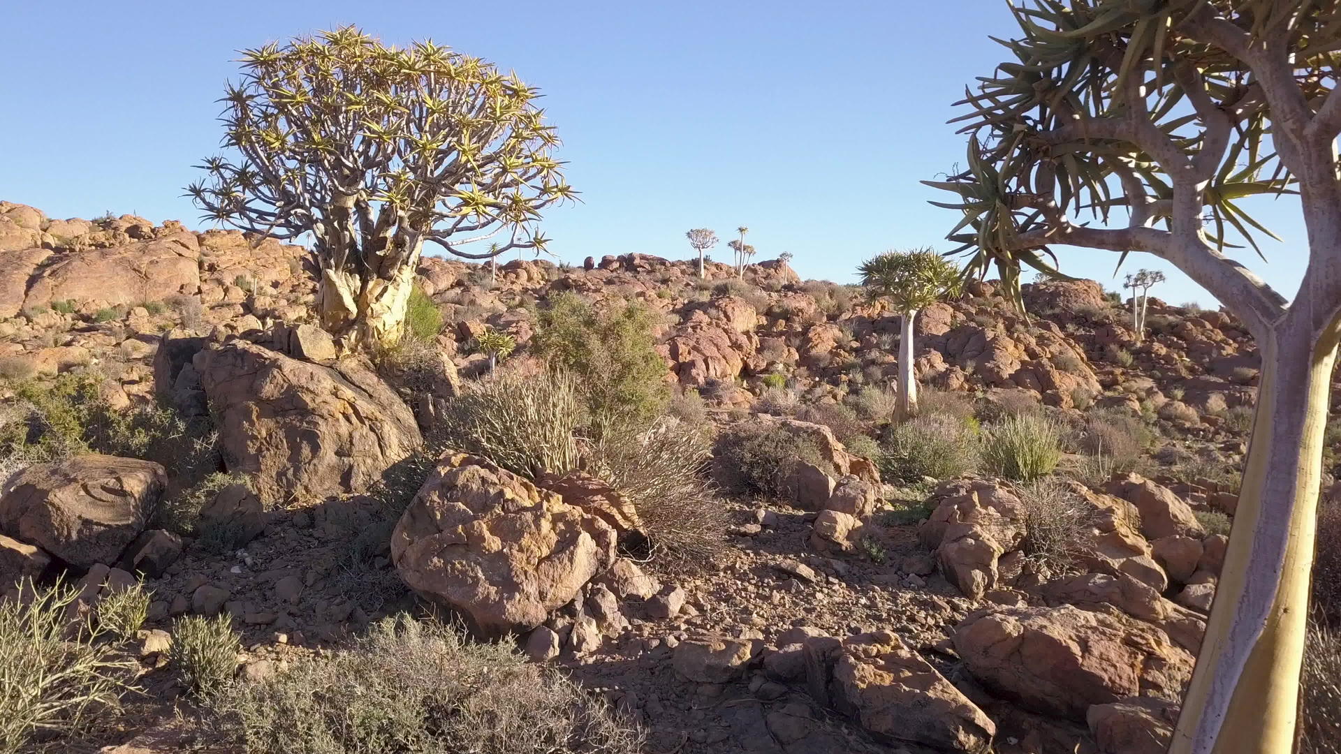 非洲南部的卡拉哈里沙漠有松树视频的预览图