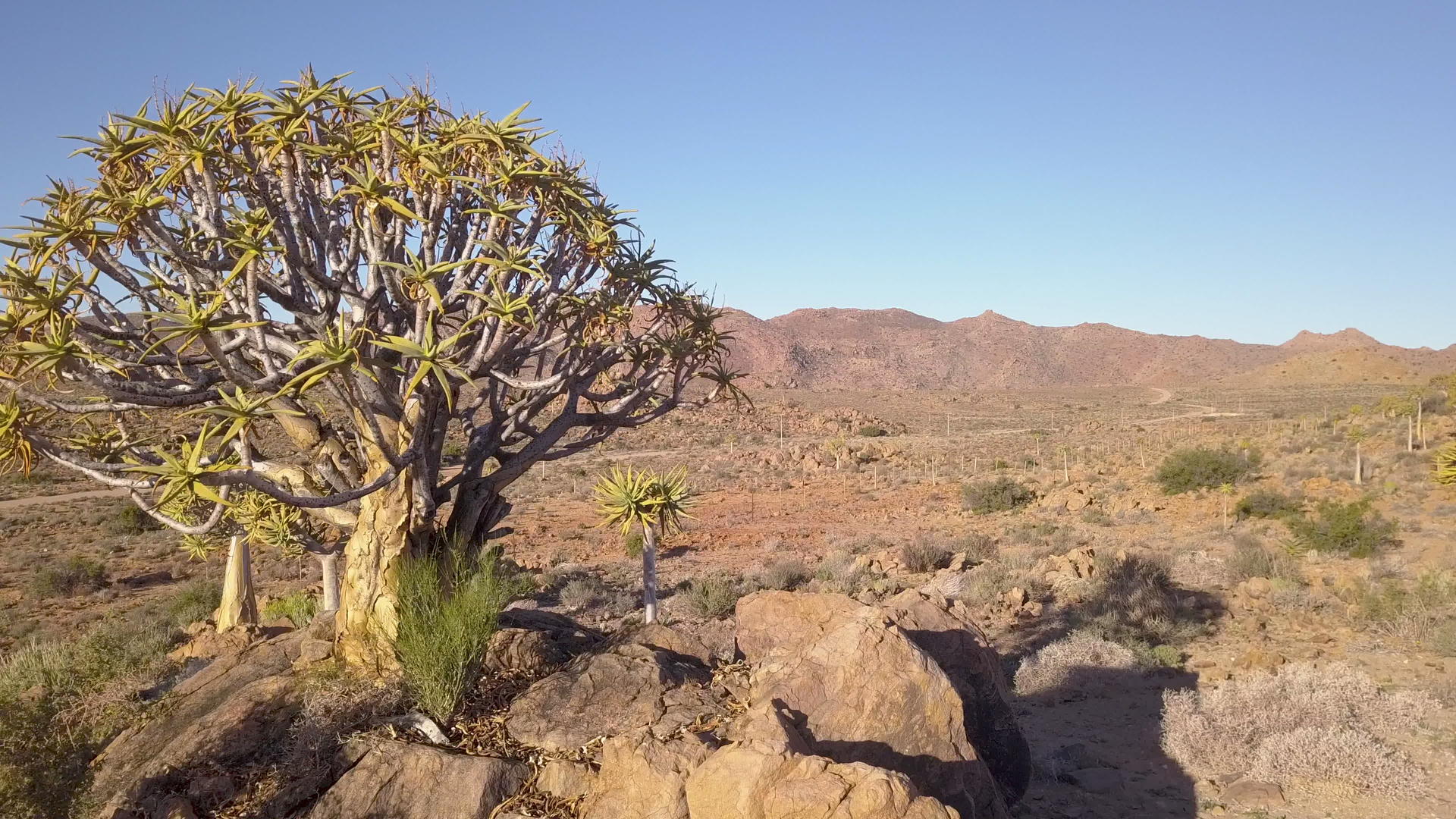 卡拉哈里沙漠的松树视频的预览图