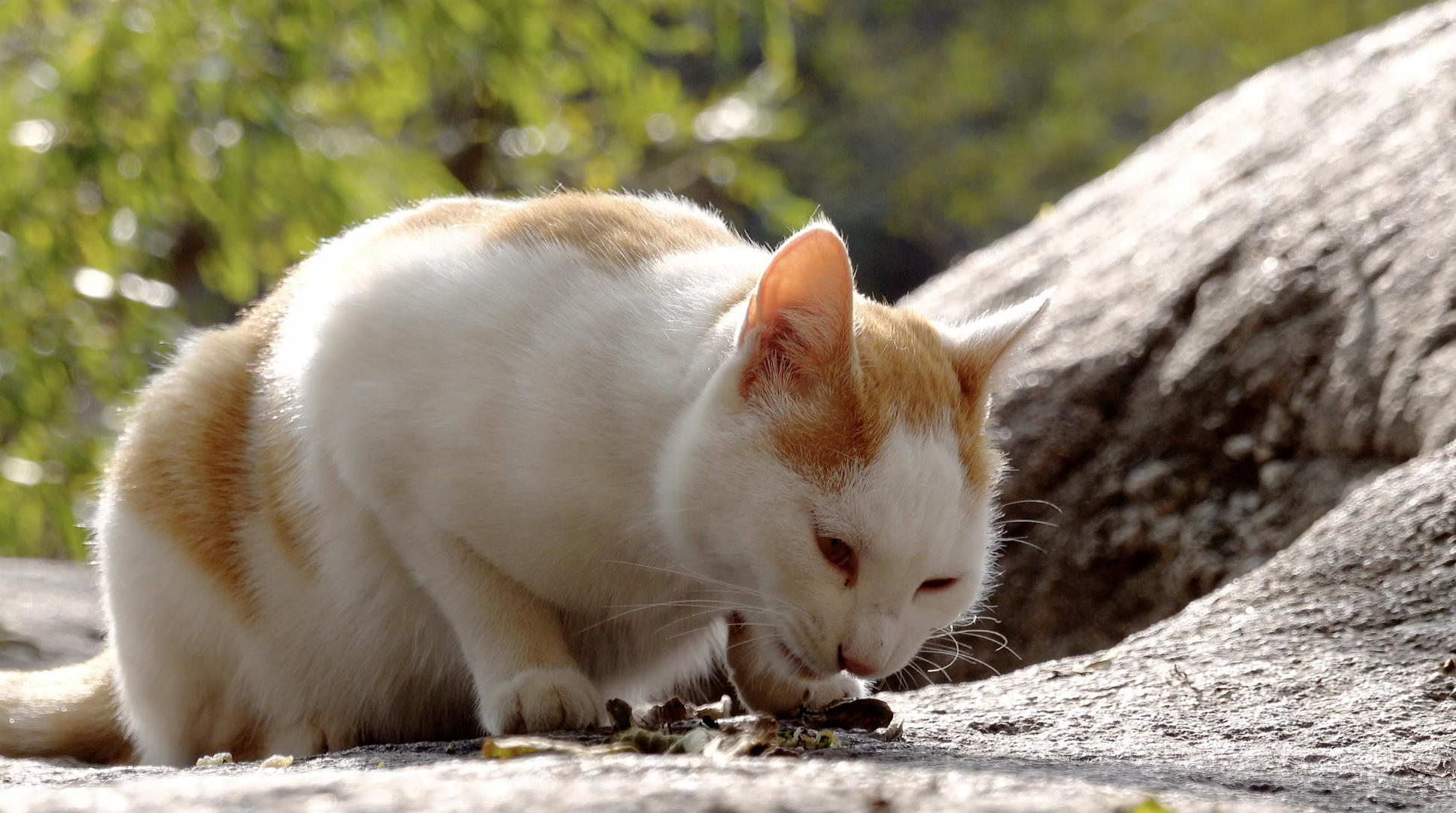 正在进食的小猫4K视频视频的预览图