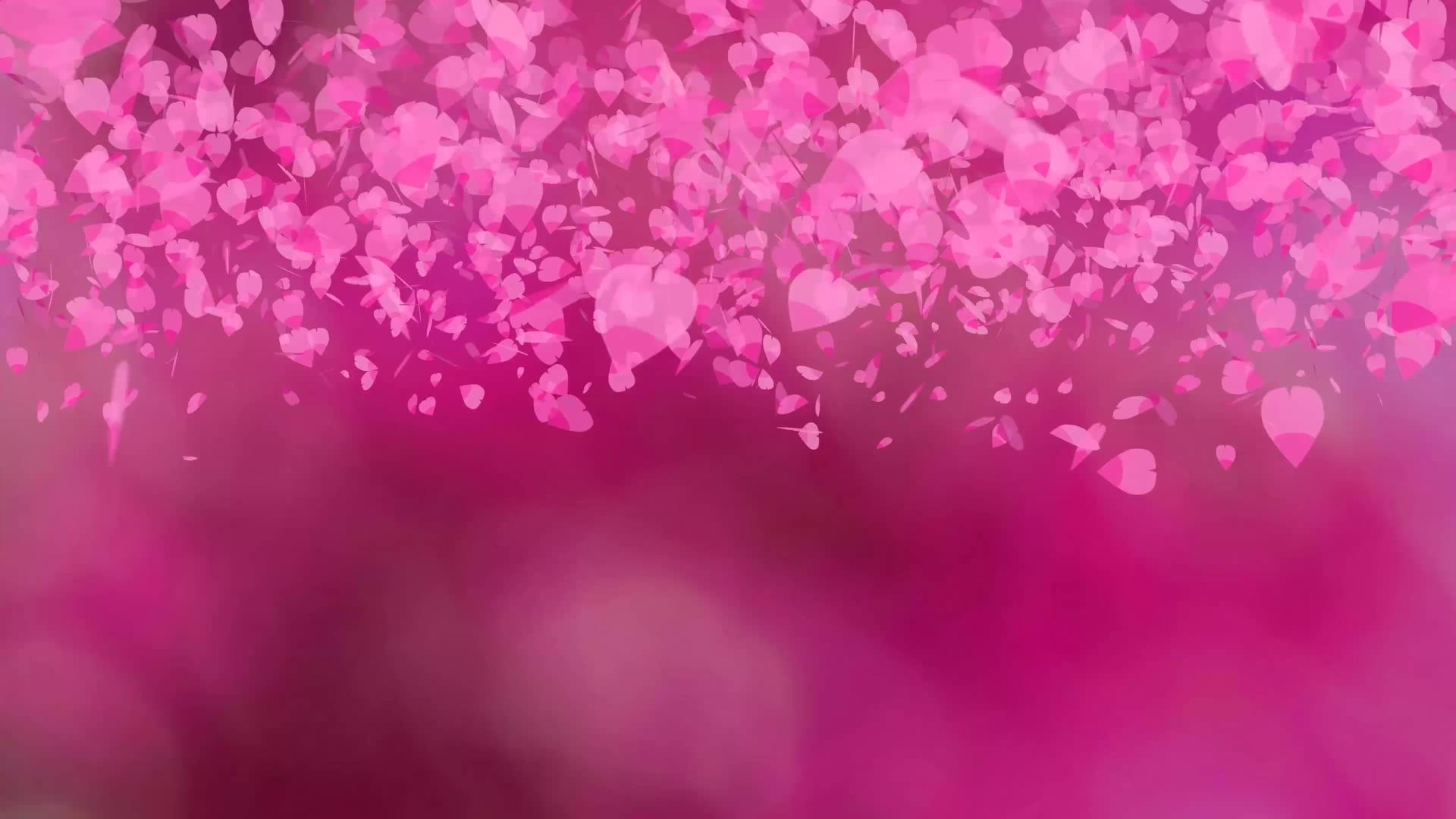 粉色沙库拉深粉色背景模糊视频的预览图