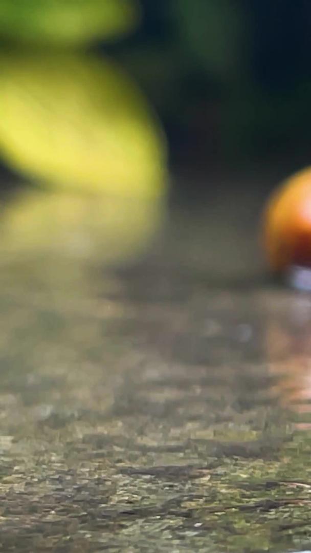 蜗牛在实拍雨后喝水视频的预览图