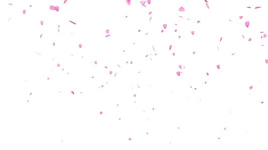 粉色沙库拉叶片与世隔绝的背景视频的预览图