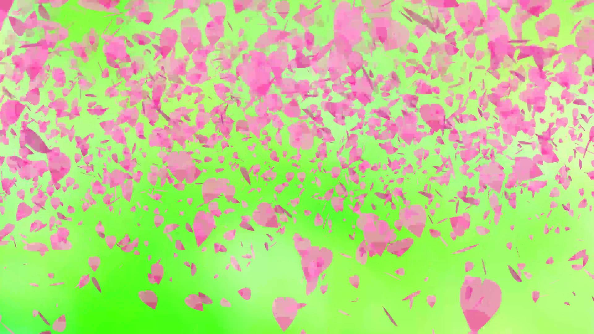 粉色沙库拉叶厚秋绿色背景视频的预览图
