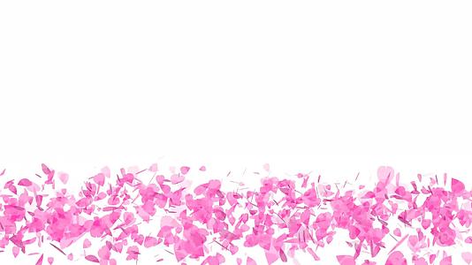粉色沙库拉的叶子卷起旋转着落在地上的光线慢慢升起视频的预览图