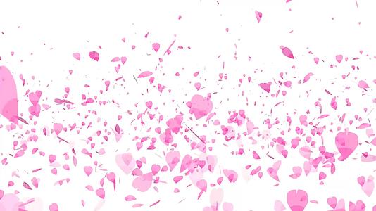 粉色沙库拉叶漂浮在空气背景中视频的预览图