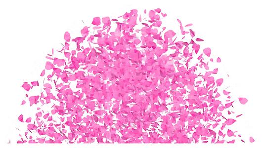 粉红沙库拉叶子的叶子落在地板上玫瑰色的视频的预览图