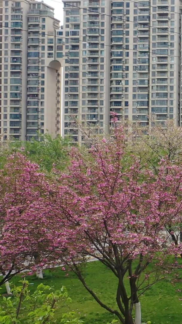 武汉春季樱花树绿道航拍视频的预览图