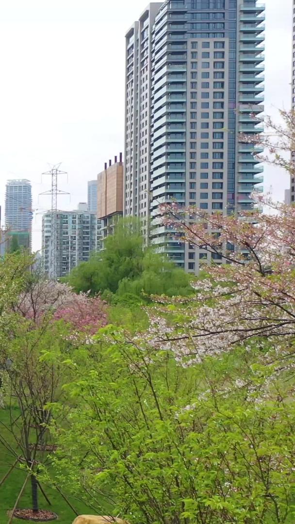 武汉春季樱花树绿道航拍视频的预览图