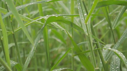 叶子上的雨滴草作物植物上的季风露水滴落在农田草坪草甸上的草地上视频的预览图
