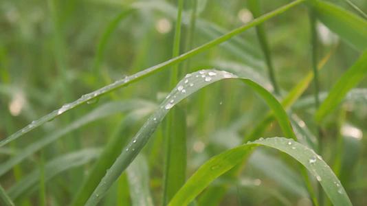 绿色植物叶子下降的季风和雨水被雨水打湿了水滴在草叶上视频的预览图