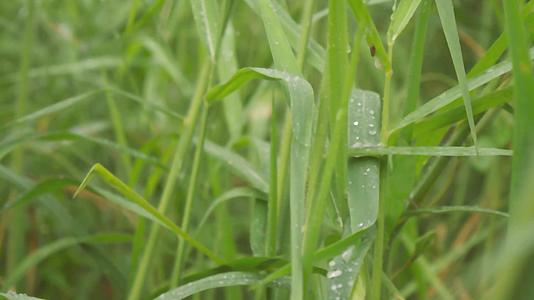 草作物植物上的季风和露滴落在农田草坪上视频的预览图