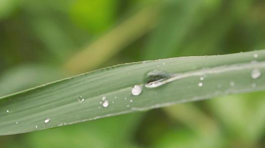 叶子上的雨滴在水中湿润关闭季节风雨露水滴在草叶上视频的预览图