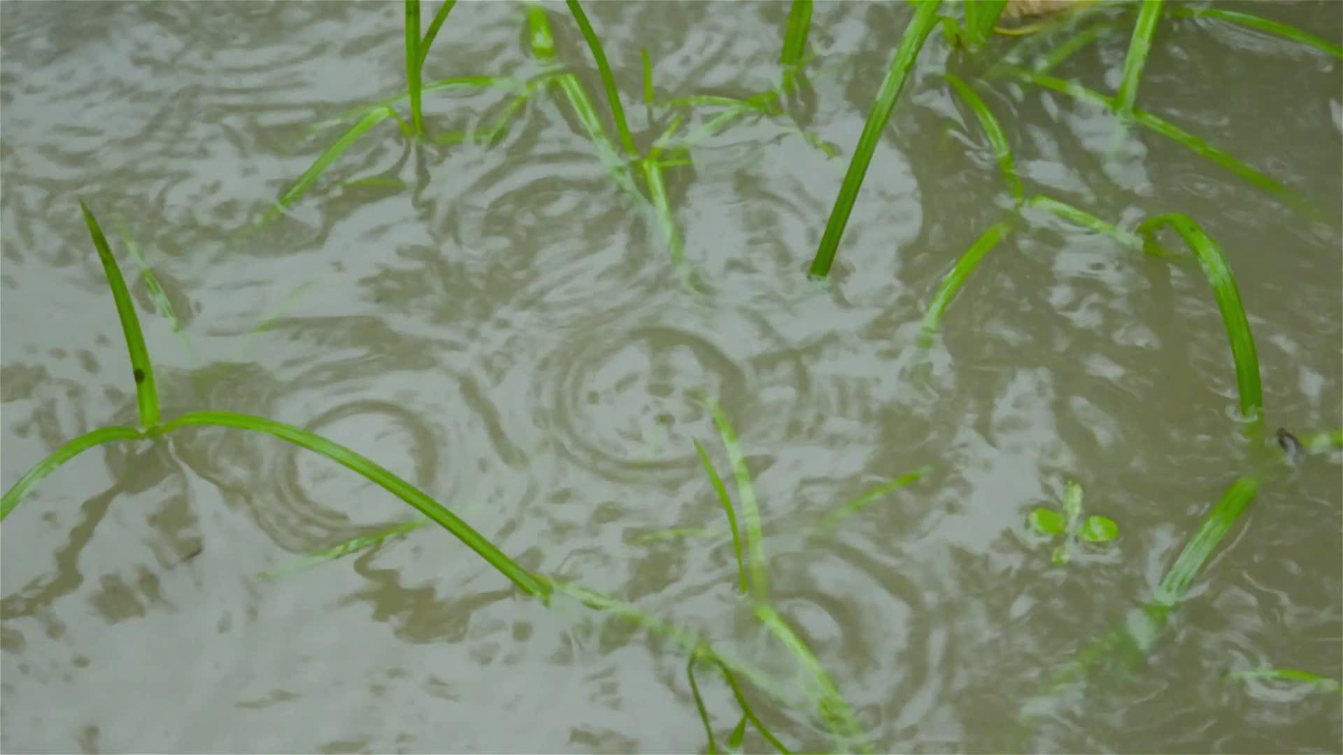 季风雨落在水涝农业区发芽的绿草叶上视频的预览图