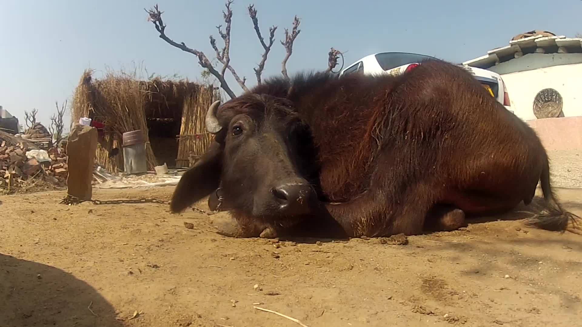 印地亚州拉贾斯坦村的奶牛村视频的预览图