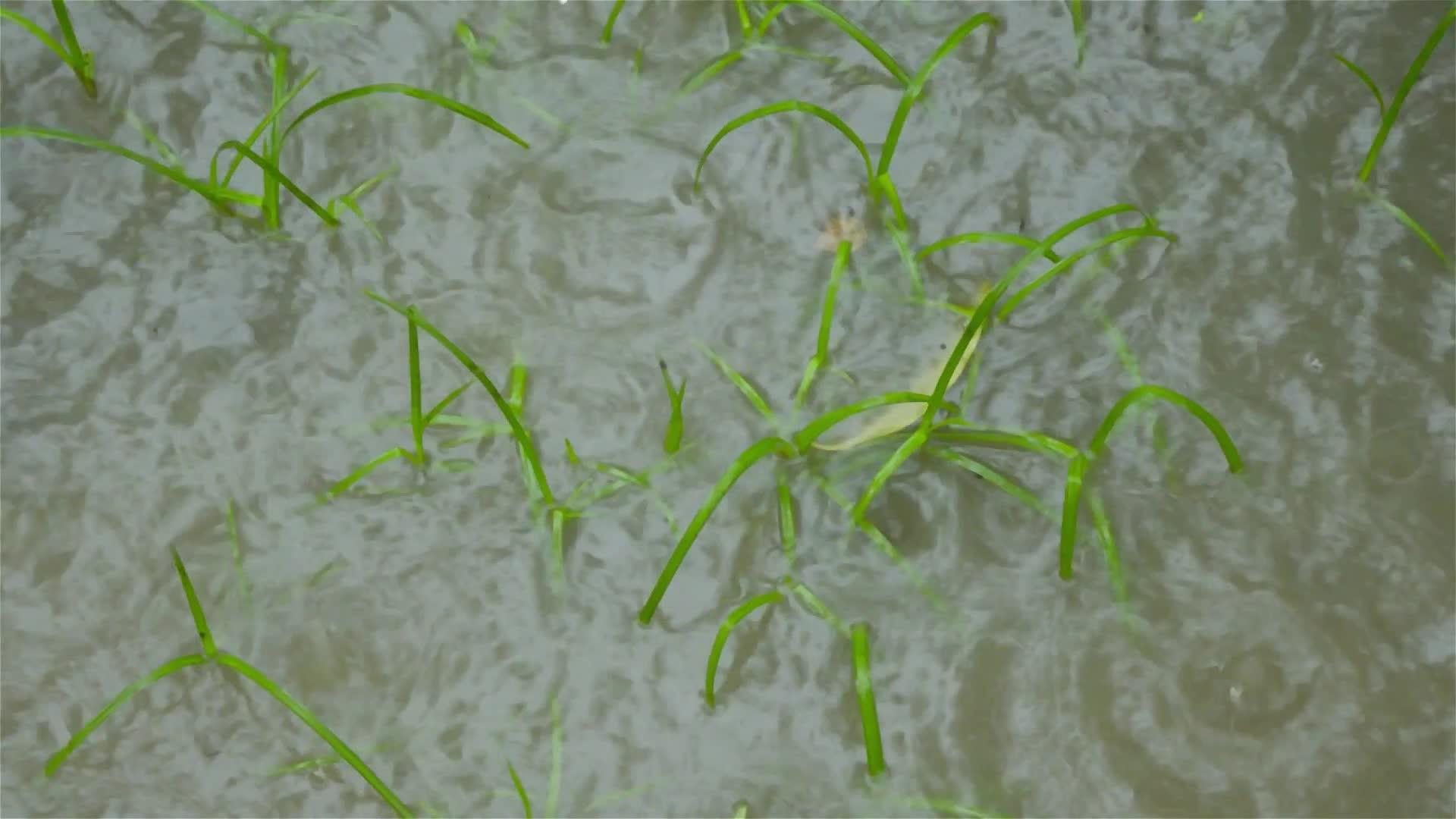 季风雨落在水涝农业区发芽的绿叶上视频的预览图