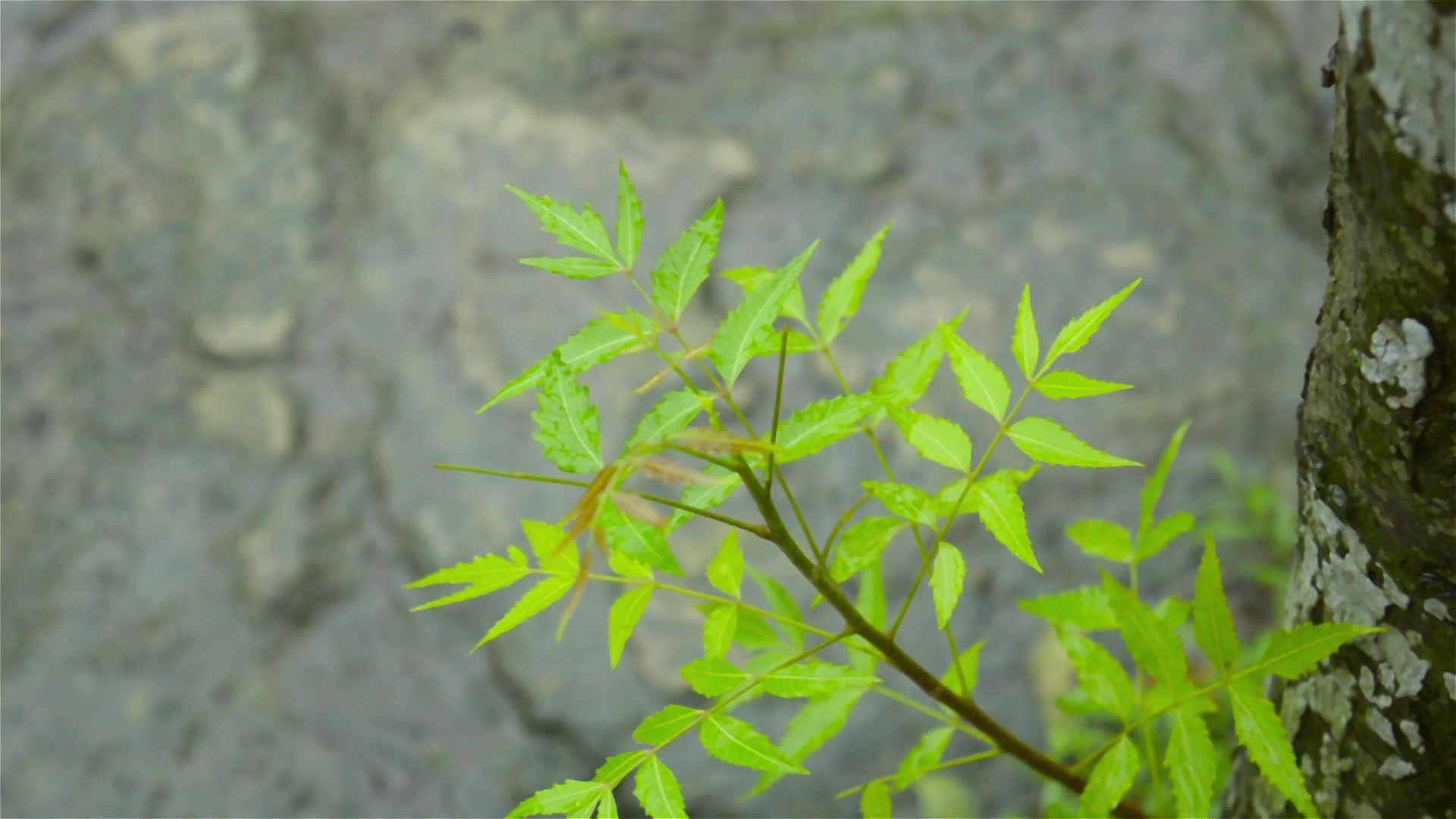 下降的季风和雨滴落在绿色印楝植物的叶子上视频的预览图