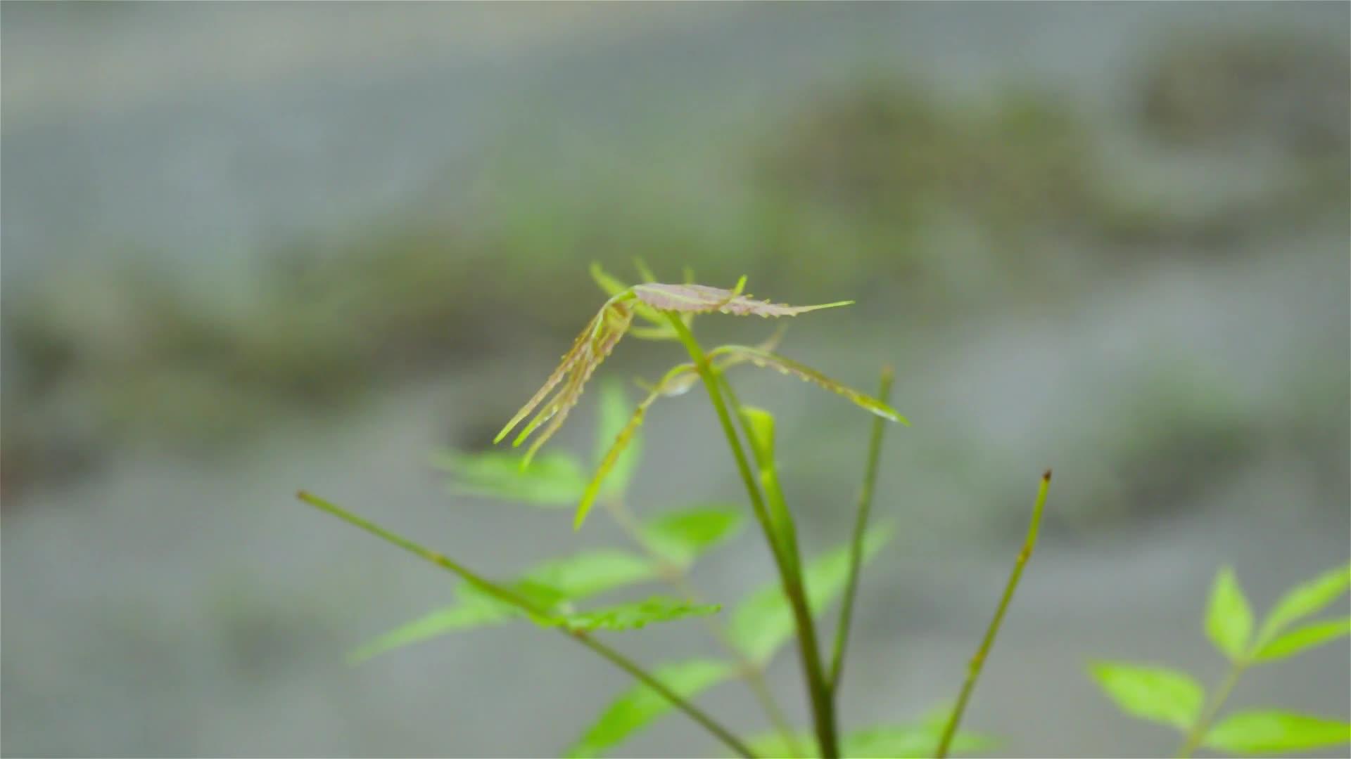 下降的季风和雨滴落在绿色印楝植物的叶子上视频的预览图