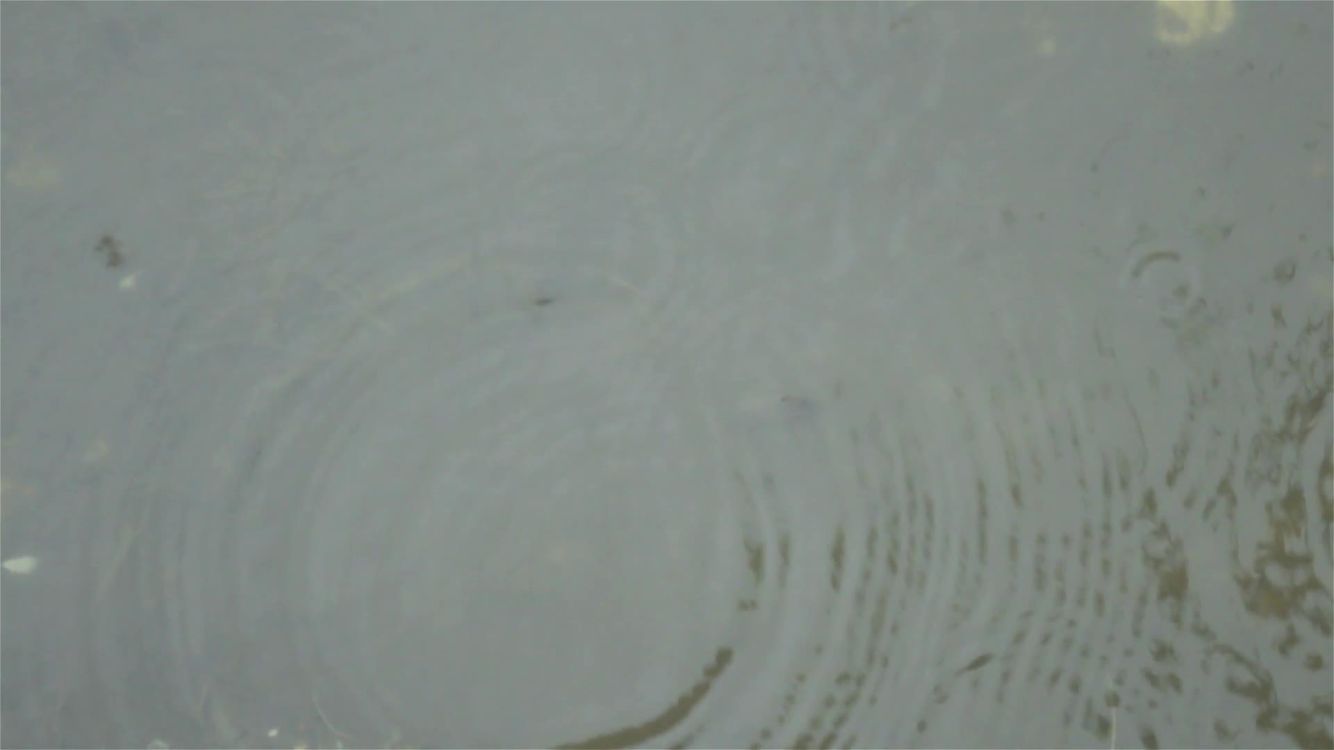 小雨滴落在积水区的地面上小雨滴落在地面上视频的预览图