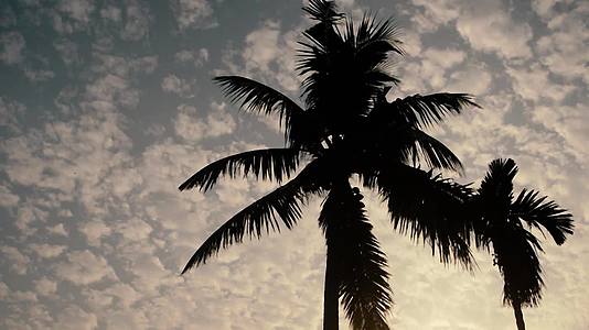 椰子树在夏天有漂浮的白色日出天空有阳光和背光的剪影视频的预览图