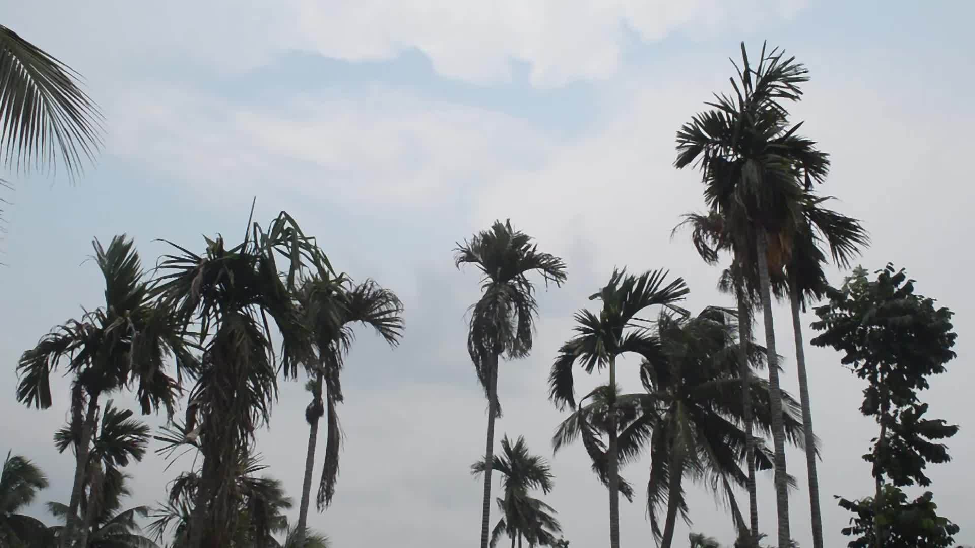 风吹过棕榈树视频的预览图