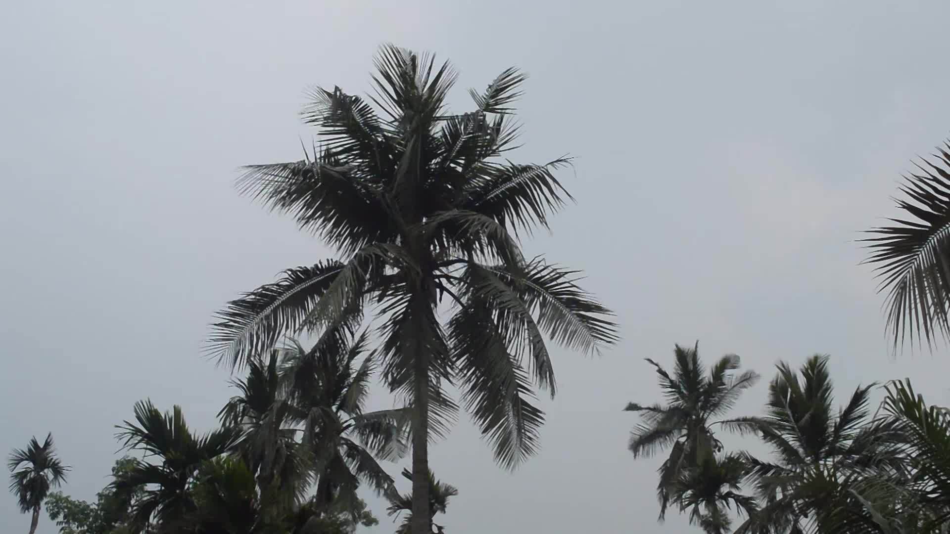 风吹过棕榈树视频的预览图