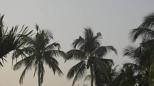 热带椰子树视频的预览图
