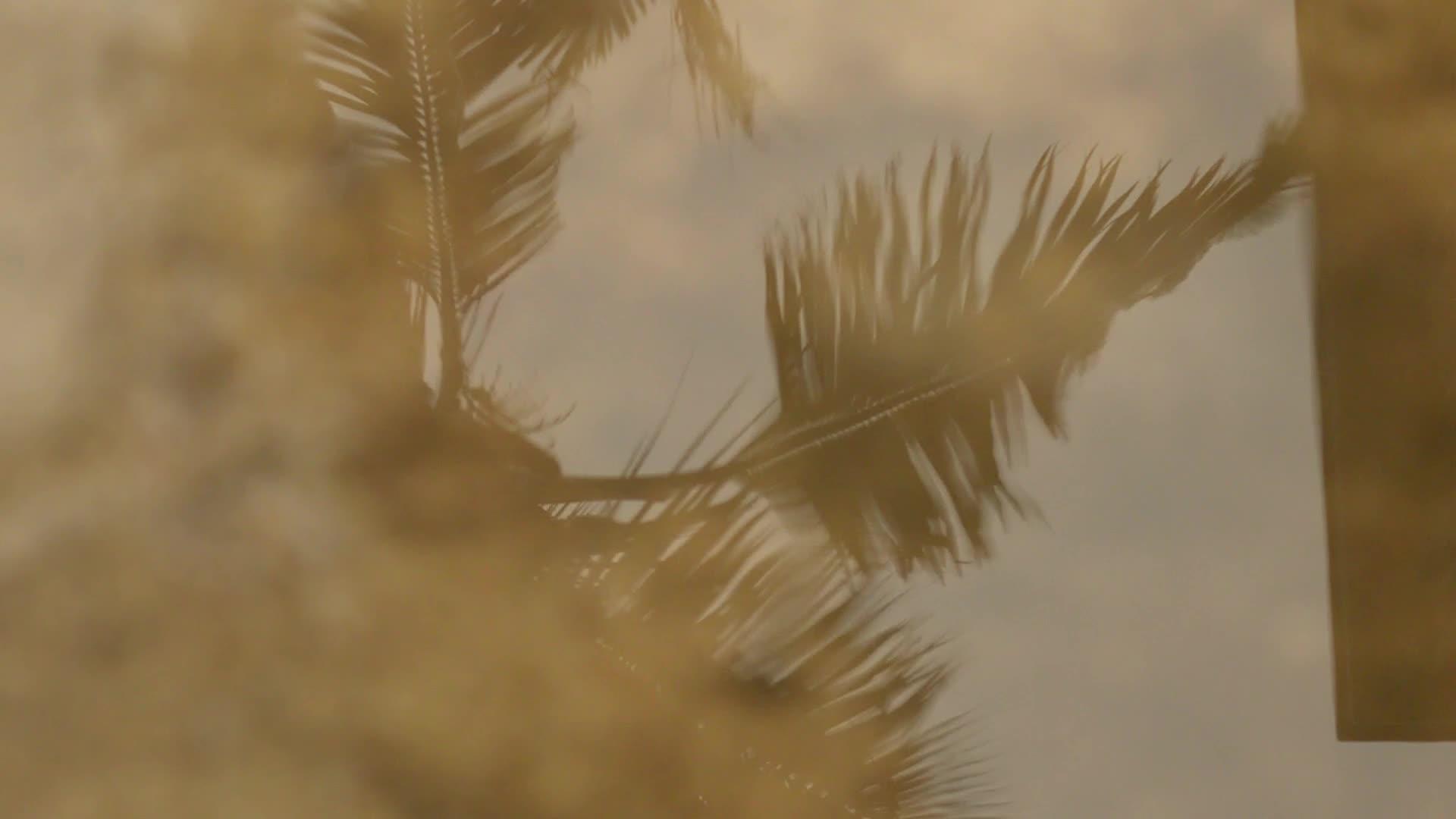 椰子棕榈叶在水面上的反射视频的预览图