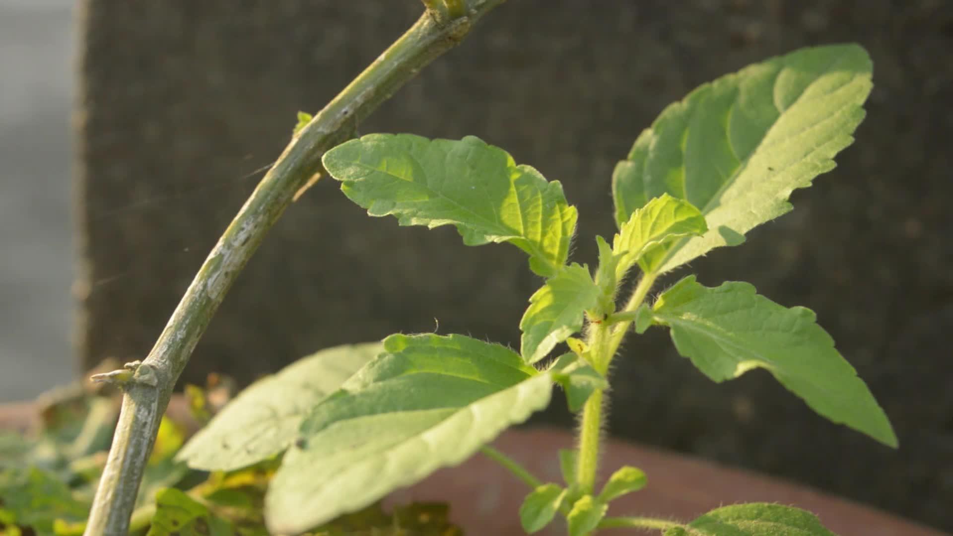 Tullasi绿树植物socimumtenuiflorum视频的预览图