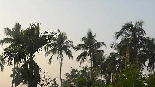 热带椰子在日落时视频的预览图