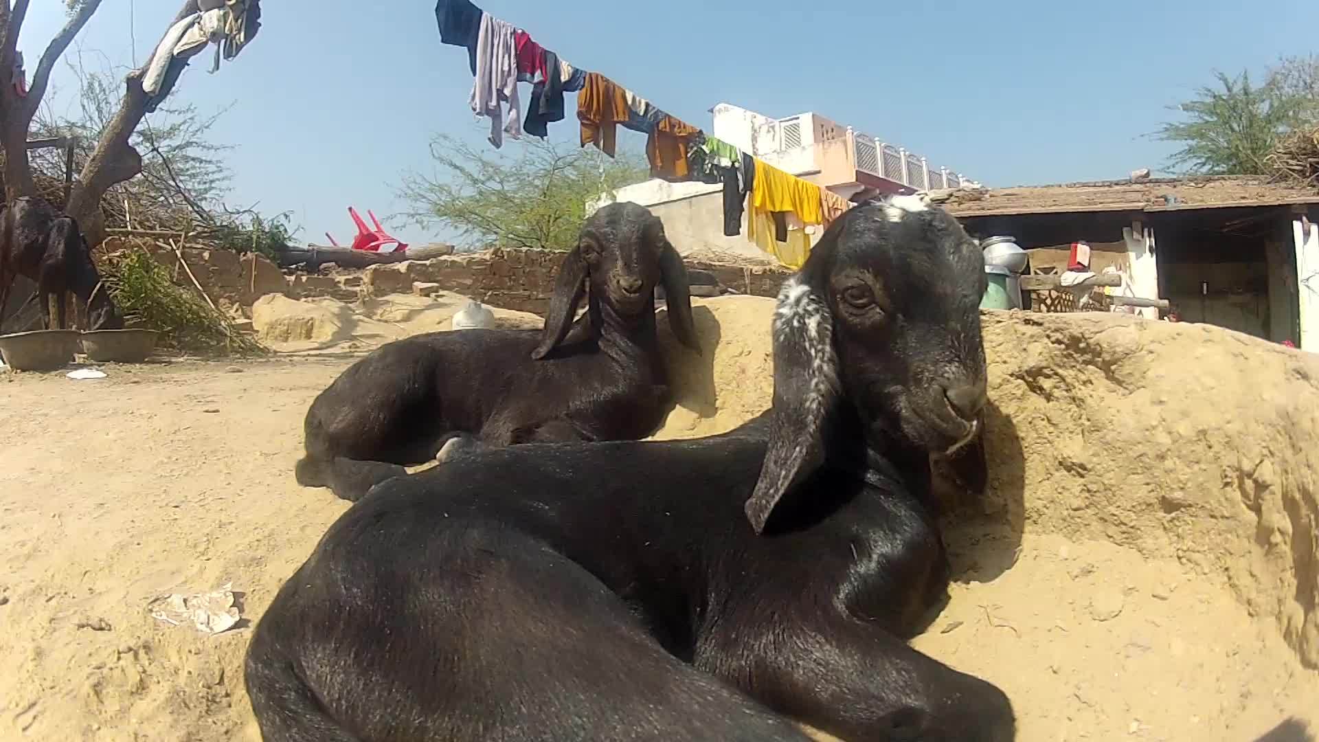 黑羊在印地安那视频的预览图