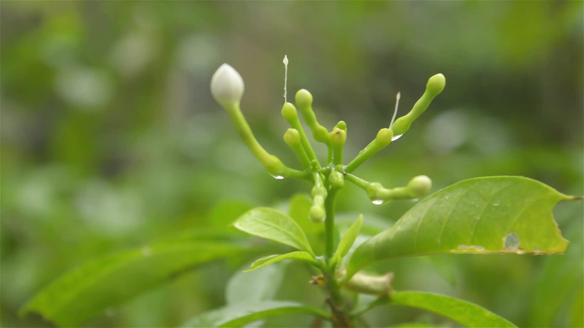 雨落在白绉茉莉植物上夏季季风雨视频雨滴效果的声音视频的预览图
