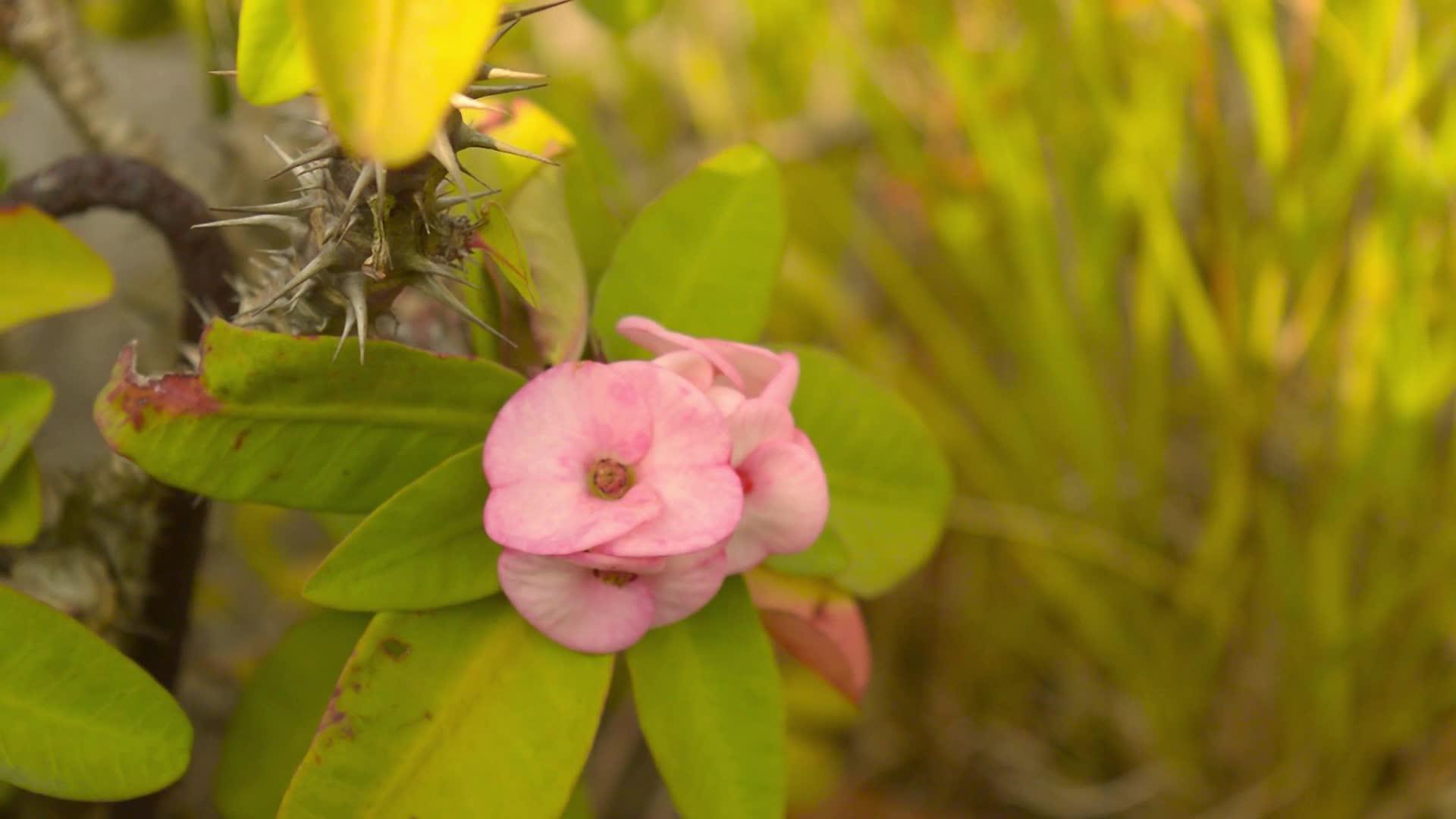 大戟属刺仙人掌植物Milii在阳光下它是一种多冠视频的预览图