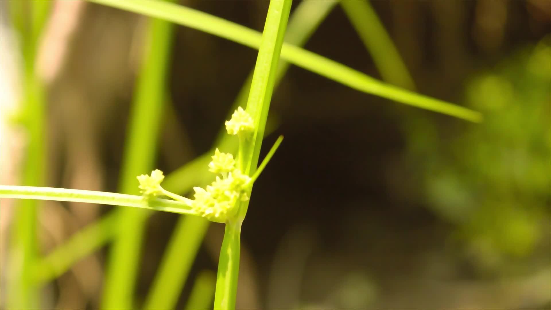 被称为护堤田草durva草Paaceae的巴哈马草视频的预览图