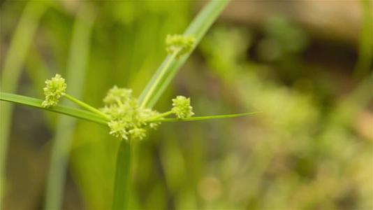 被称为护堤田草durva草Paaceae的巴哈马草视频的预览图
