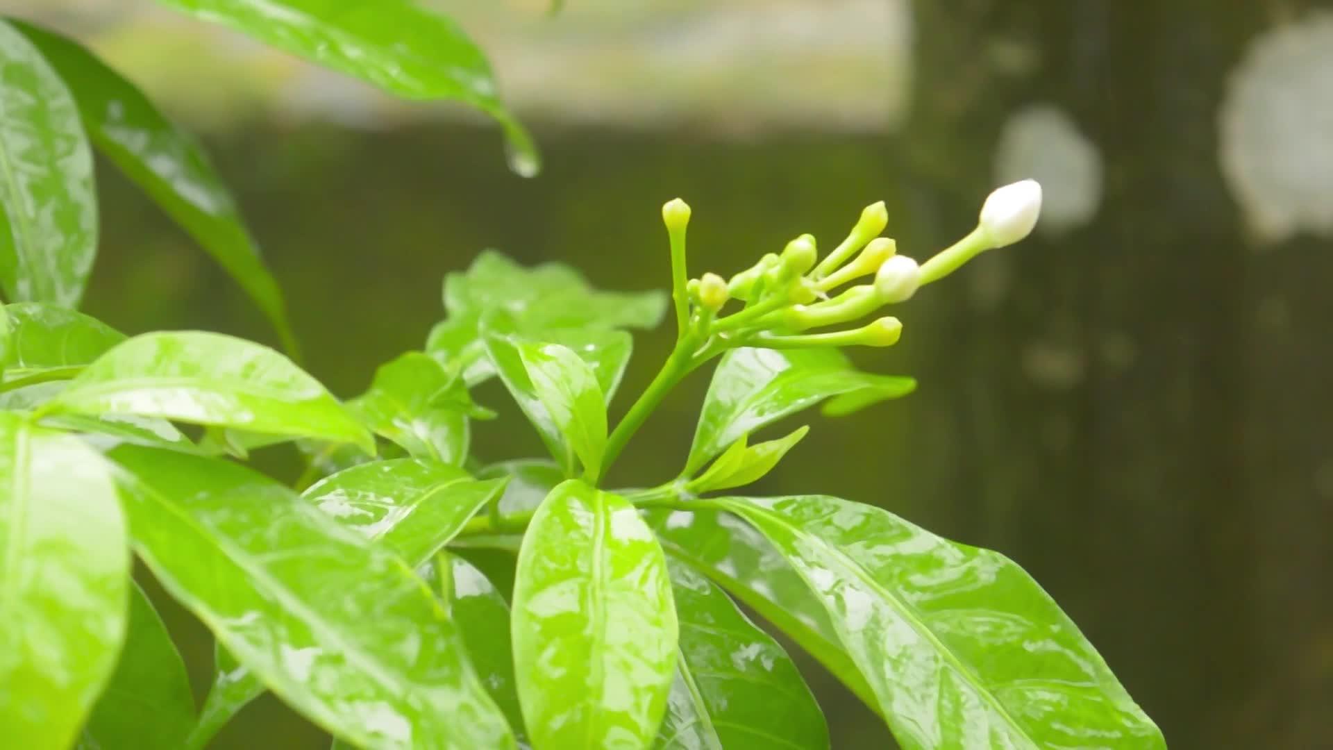 白色的绉花植物视频的预览图