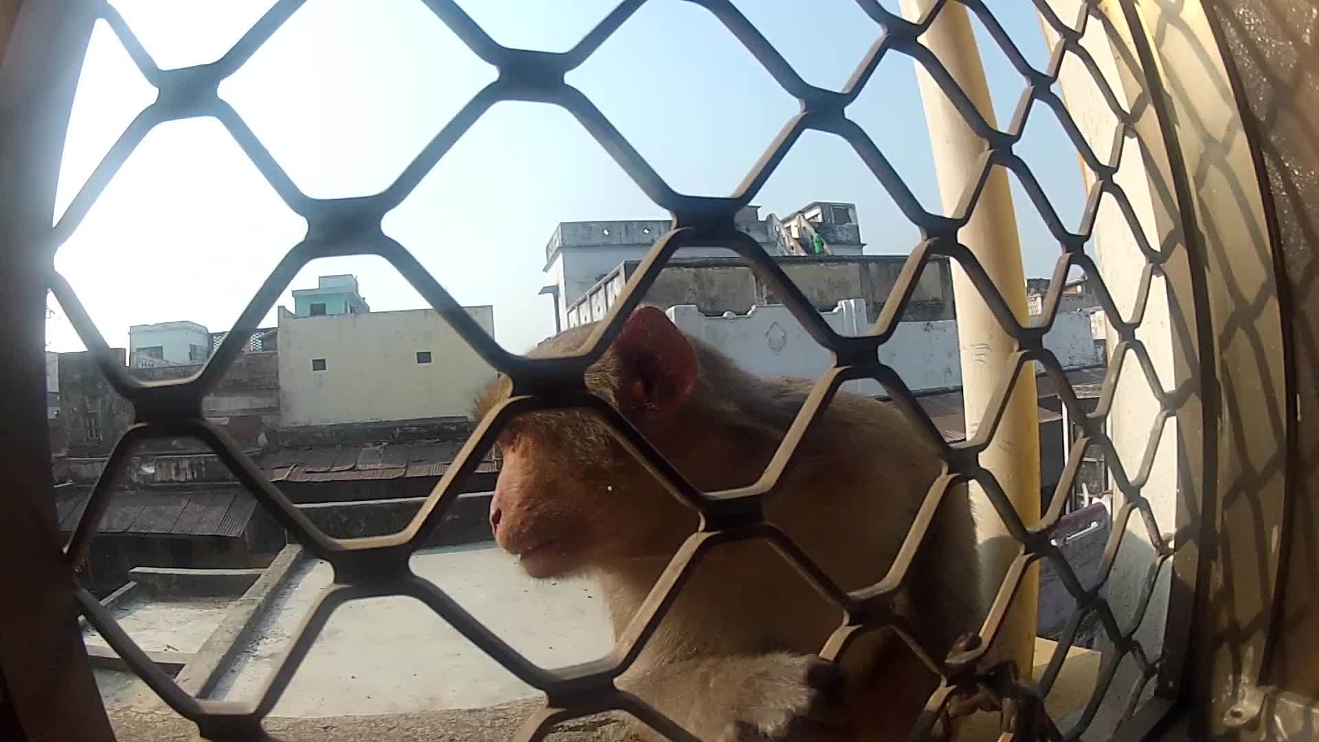 门窗里的猴子视频的预览图